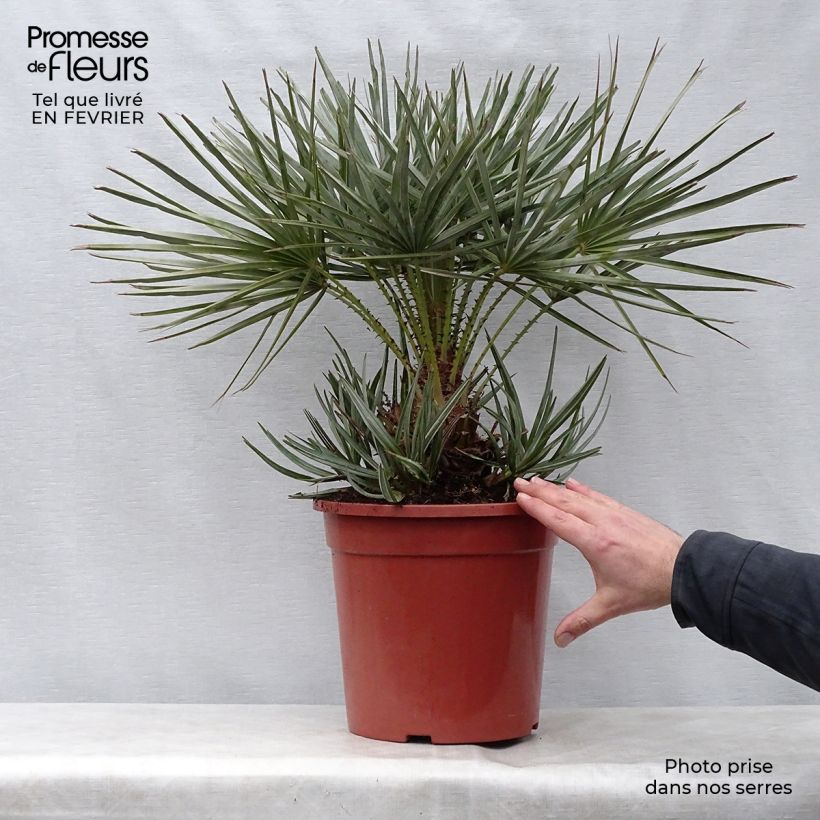 Spécimen de Chamaerops humilis cerifera - Palmier nain bleuté Pot de 7,5L/10L tel que livré en hiver