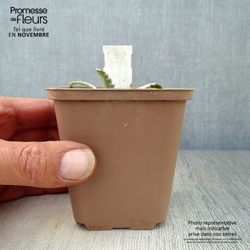 Spécimen de Chardon aux ânes - Onopordum nervosum Godet de 8/9 cm tel que livré en automne