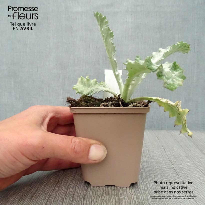 Spécimen de Chardon aux ânes - Onopordum nervosum Godet de 8/9 cm tel que livré au printemps