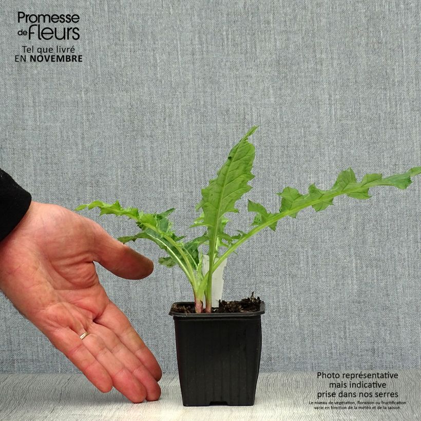 Spécimen de Chardon boule - Echinops bannaticus Star Frost  Godet de 8/9 cm tel que livré en automne