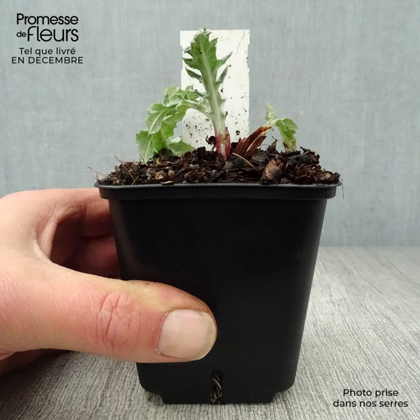 Spécimen de Chardon boule - Echinops bannaticus Star Frost  Godet de 8/9 cm tel que livré en hiver