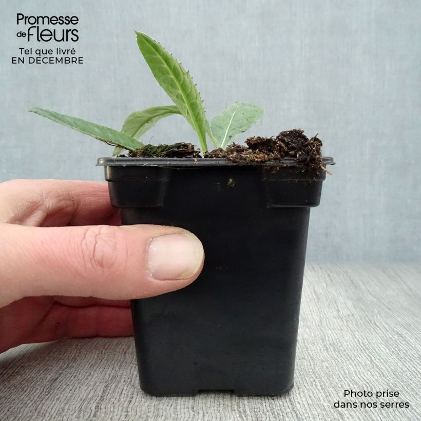 Spécimen de Chardon boule - Echinops ritro Godet de 7/8 cm tel que livré en hiver