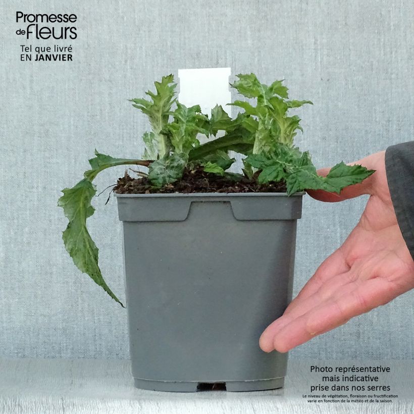 Spécimen de Chardon boule - Echinops ritro Pot de 2L/3L tel que livré en hiver