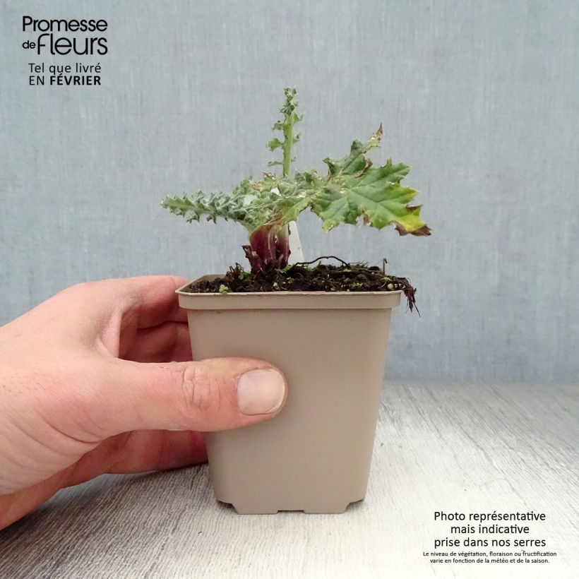 Spécimen de Chardon boule - Echinops sphaerocephalus Arctic Glow Godet de 8/9 cm tel que livré en hiver