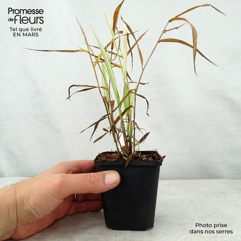 Spécimen de Chasmanthium latifolium River Mist - Uniola latifolia Godet de 8/9 cm tel que livré au printemps