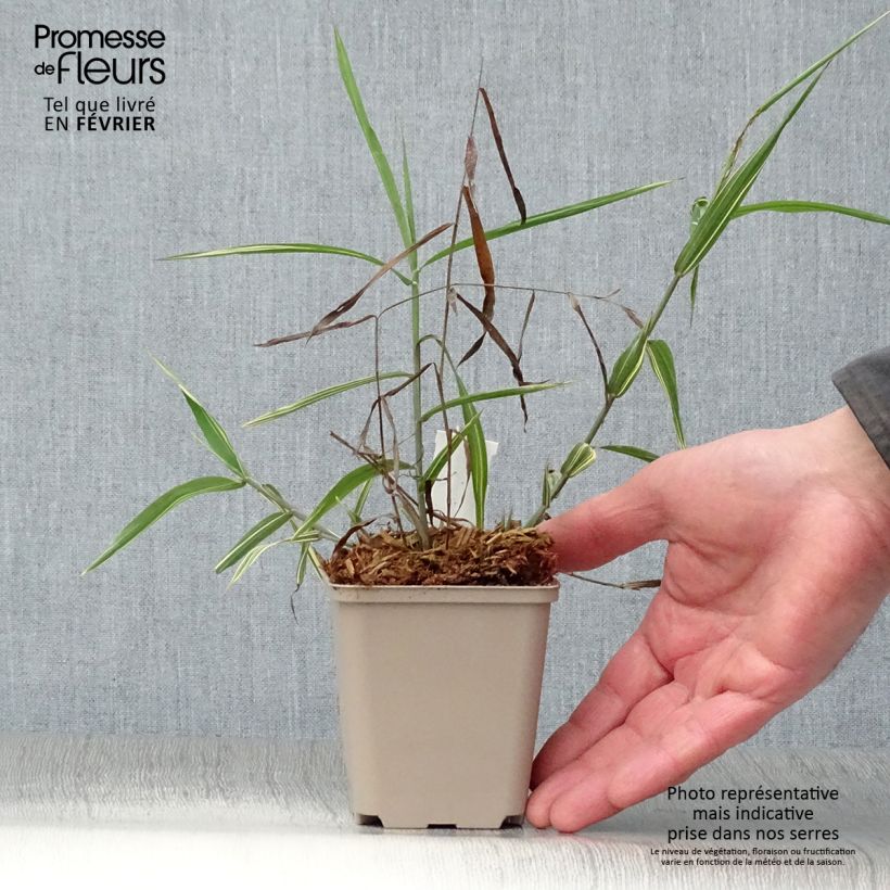 Spécimen de Chasmanthium latifolium River Mist - Uniola latifolia Godet de 8/9 cm tel que livré en hiver