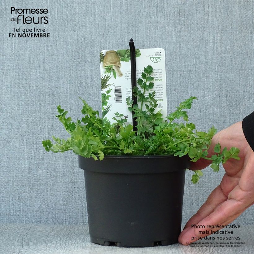 Spécimen de Chataigne de terre - Bunium bulbocastanum Pot de 1,5L/2L tel que livré en automne