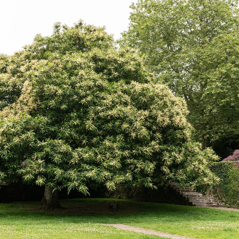 Châtaignier Marlhac - Castanea sativa (Port)