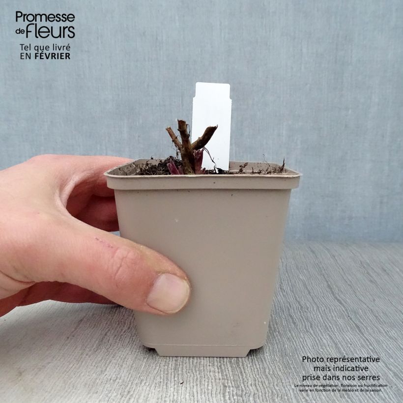 Spécimen de Chataire Anne's Choice - Nepeta nuda Godet de 8/9 cm tel que livré en hiver