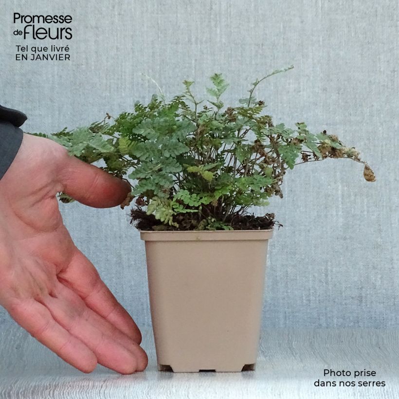 Spécimen de Cheilanthes lanosa - Fougère Godet de 8/9 cm tel que livré en hiver