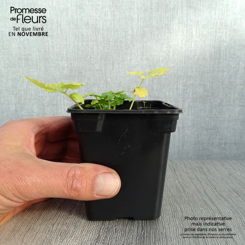 Spécimen de Chelidoine BIO - herbe aux verrues Godet de 7/8 cm tel que livré en automne