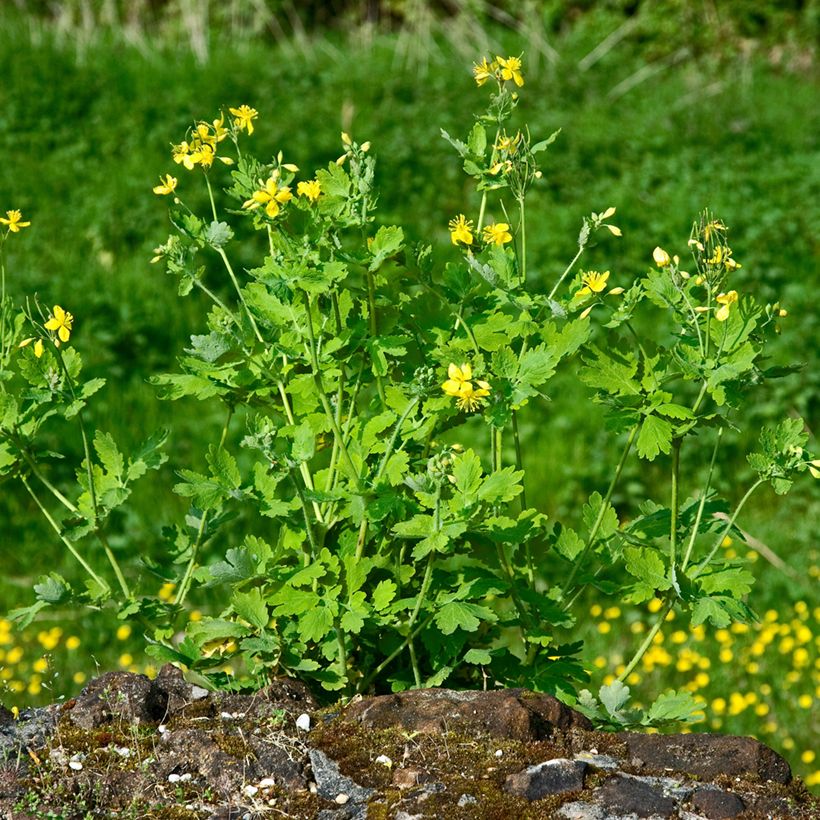 Chelidoine BIO - herbe aux verrues (Port)