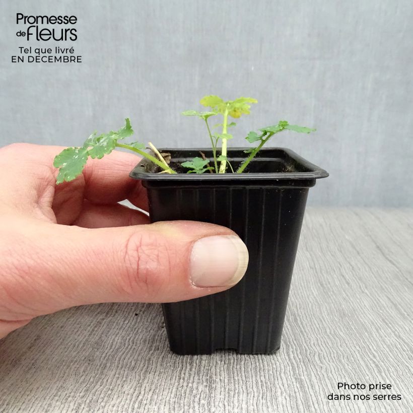Spécimen de Chelidoine BIO - herbe aux verrues Godet de 7/8 cm tel que livré en hiver