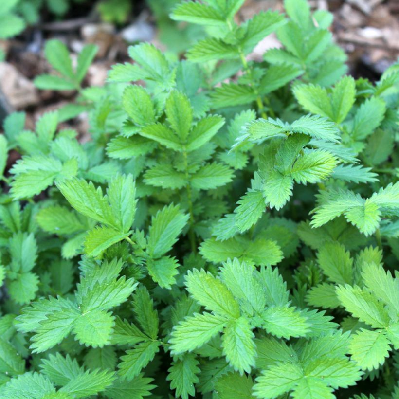 Chelidonium majus Flore Pleno (Feuillage)