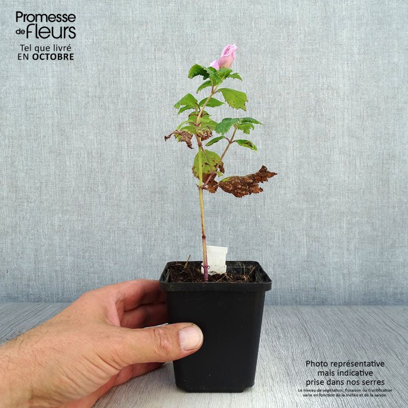 Spécimen de Chelone lyonii Hot Lips - Galane Godet de 8/9 cm tel que livré en automne