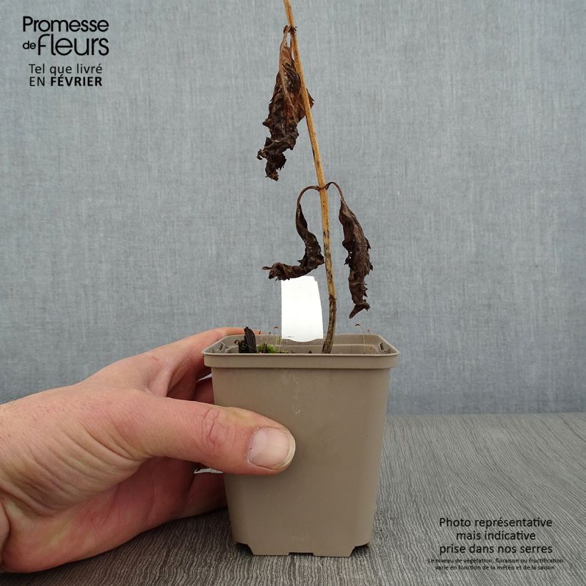 Spécimen de Chelone lyonii Hot Lips - Galane Godet de 8/9 cm tel que livré en hiver