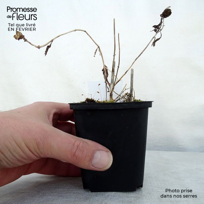 Spécimen de Chelone obliqua var. Alba - Galane oblique blanche Godet de 8/9 cm tel que livré en hiver