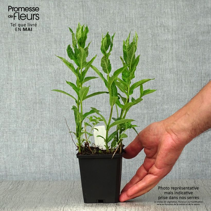 Spécimen de Chelone obliqua var. Alba - Galane oblique blanche Godet de 8/9 cm tel que livré au printemps