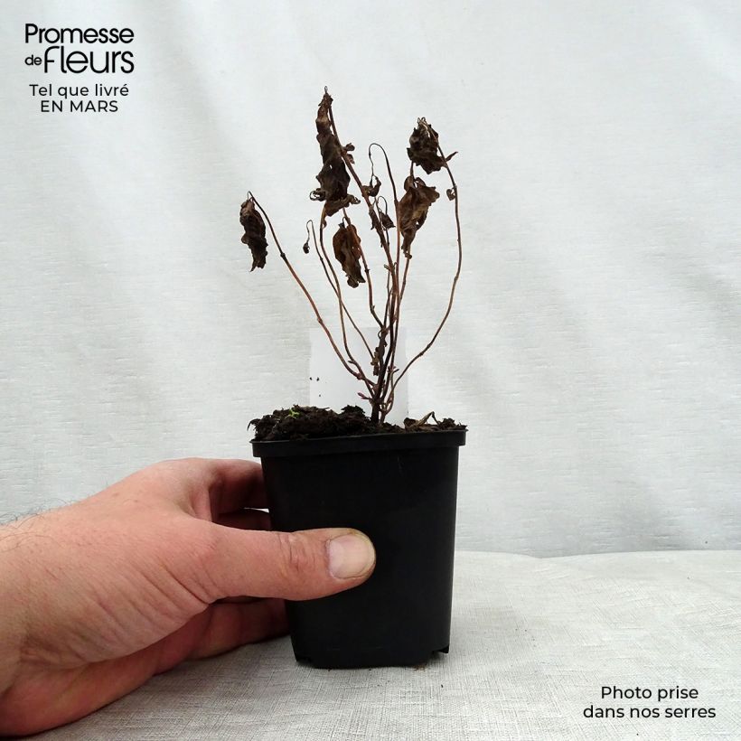 Chelonopsis moschata 8/9 cm pot sample as delivered in spring