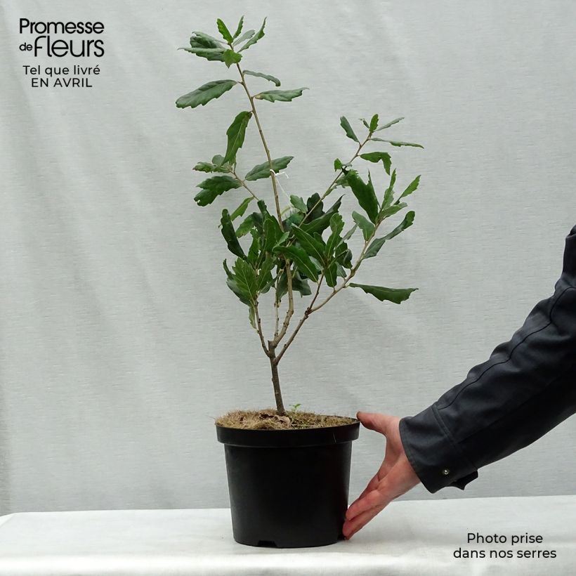 Spécimen de Chêne de Turner - Quercus turneri pseudoturneri Pot de 4L/5L tel que livré au printemps