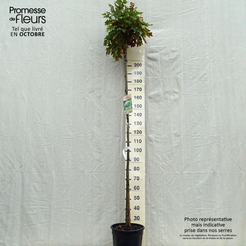 Spécimen de Chêne des marais - Quercus palustris Green Dwarf Pot de 18L/20L, Tige de 150 cm tel que livré en automne