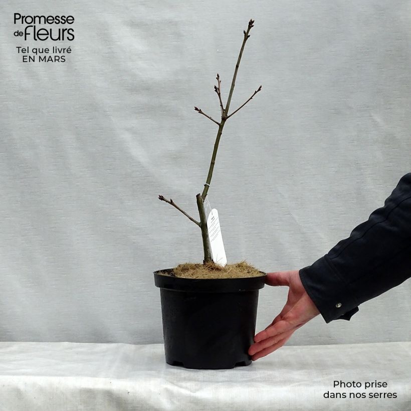 Spécimen de Chêne écarlate - Quercus coccinea Splendens Pot de 4L/5L tel que livré au printemps