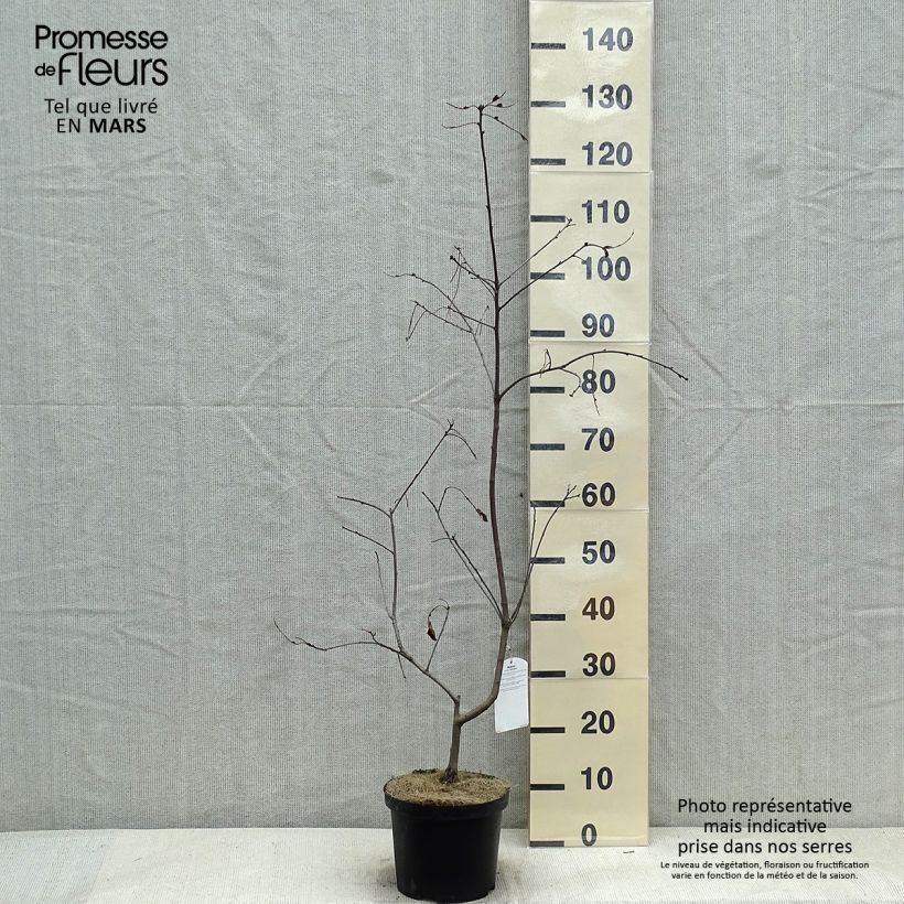 Spécimen de Chêne écarlate - Quercus coccinea Splendens Pot de 4L/5L tel que livré en hiver