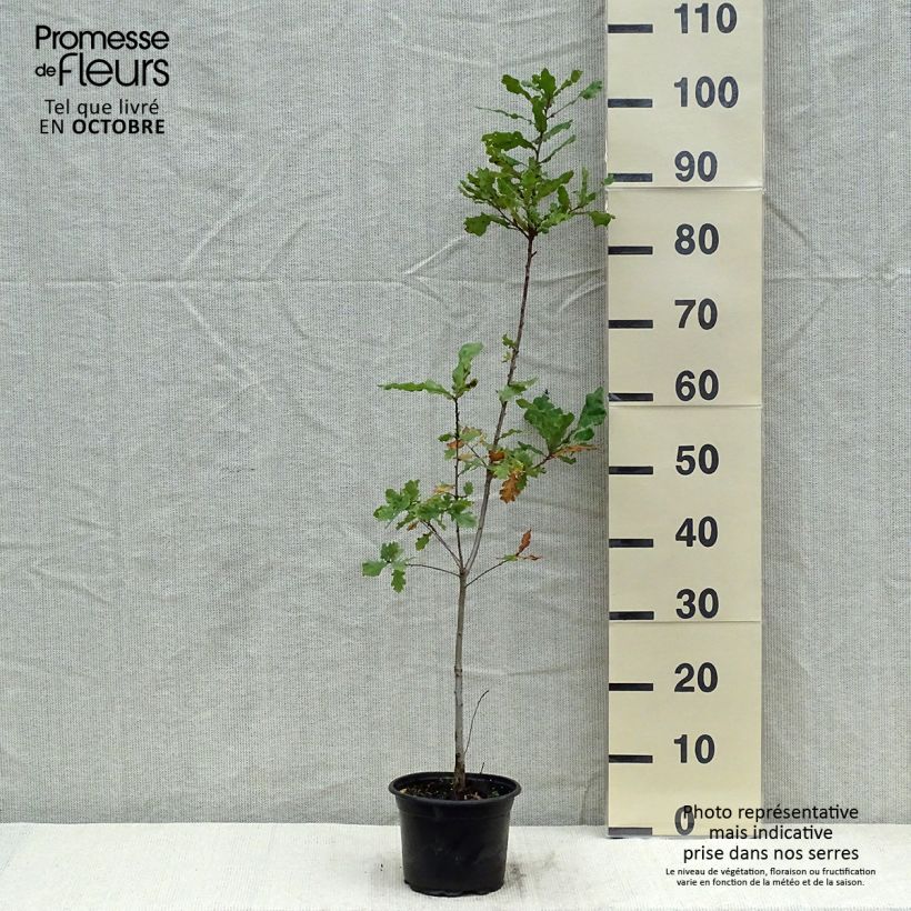 Spécimen de Chêne pédonculé - Quercus robur Pot de 2L/3L tel que livré en automne
