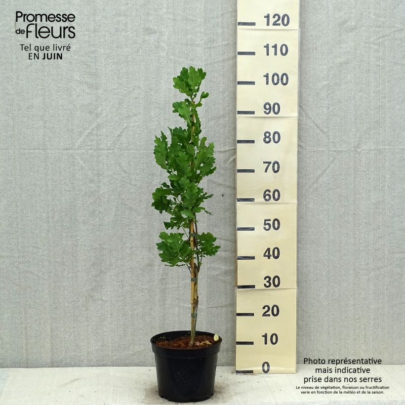 Spécimen de Chêne pédonculé - Quercus robur Fastigiata Pot de 4L/5L tel que livré en été