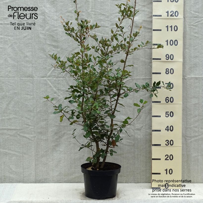 Spécimen de Chêne vert - Quercus ilex  Pot de 6L/7L, Buisson, Touffe tel que livré au printemps