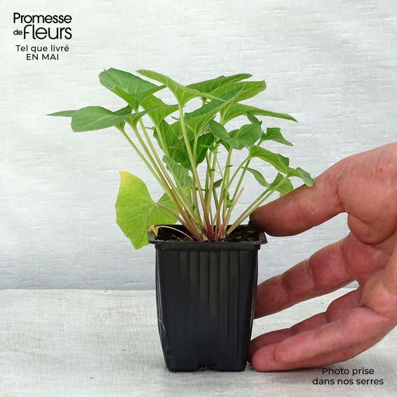 Spécimen de Chenopode Bon-Henri  Godet de 8/9 cm tel que livré au printemps