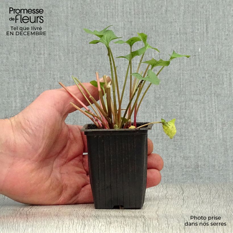 Spécimen de Chenopode Bon-Henri BIO Godet de 8/9 cm tel que livré en hiver