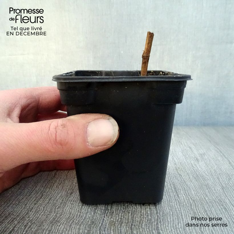 Spécimen de Chervis BIO - Sium sisarum Godet de 8/9 cm tel que livré en hiver