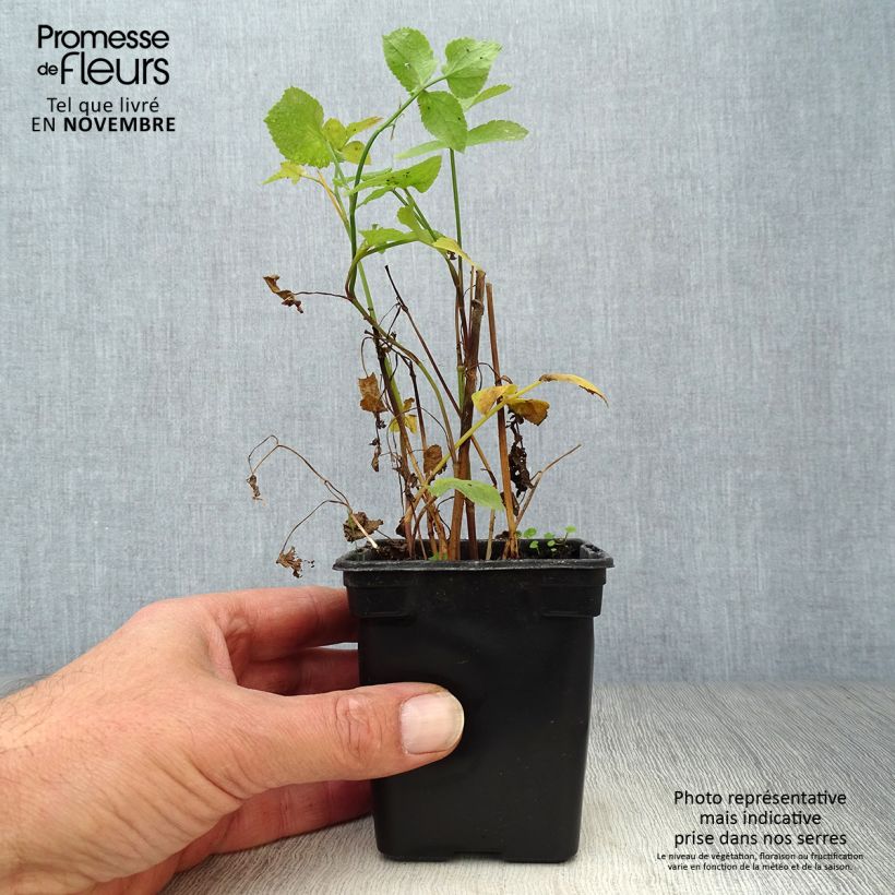 Spécimen de Chervis BIO - Sium sisarum Godet de 8/9 cm tel que livré en automne