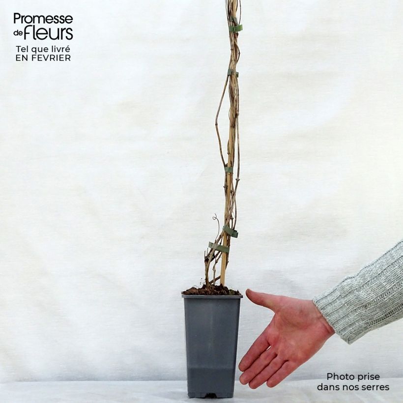 Spécimen de Chèvrefeuille Belgica Select - Lonicera periclymenum Pot de 1,5L/2L tel que livré en hiver