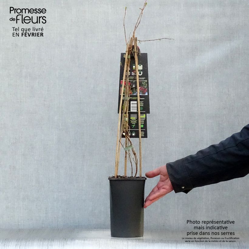 Spécimen de Chèvrefeuille grimpant Dropmore Scarlet - Lonicera (x) brownii Pot de 2L/3L tel que livré en hiver