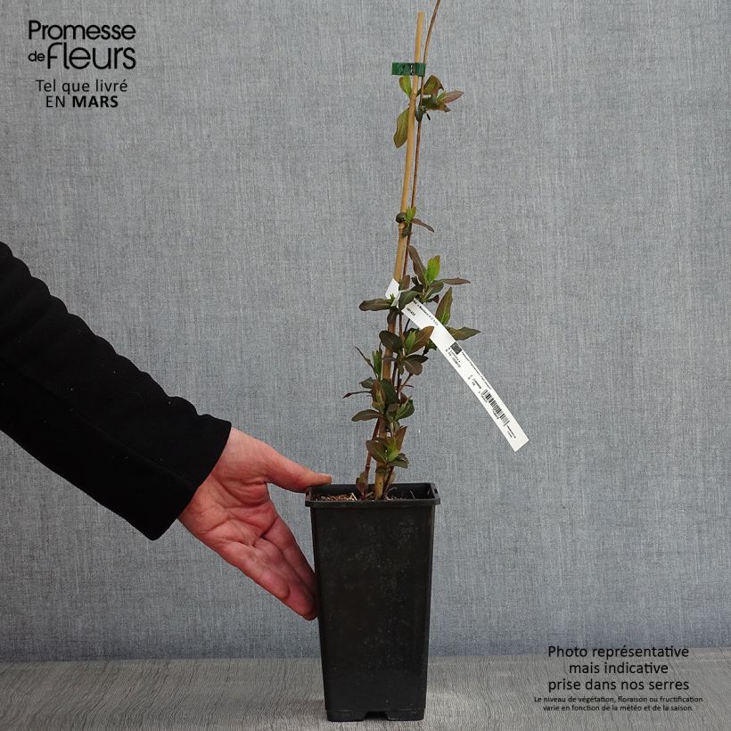 Spécimen de Chèvrefeuille - Lonicera Mandarin® Pot de 1,5L/2L tel que livré en hiver