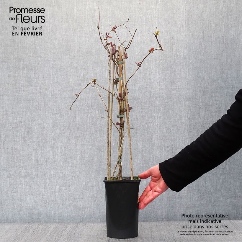 Spécimen de Chèvrefeuille, Lonicera caprifolium Pot de 1,5L/2L tel que livré en hiver