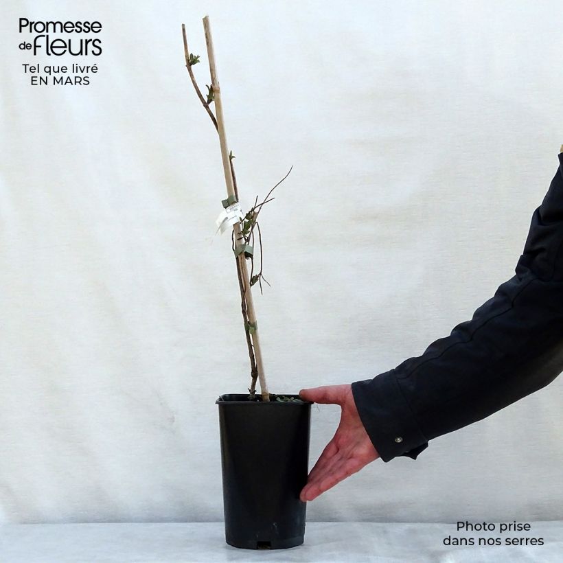 Spécimen de Chèvrefeuille - Lonicera heckrotii American Beauty Pot de 1,5L/2L tel que livré au printemps