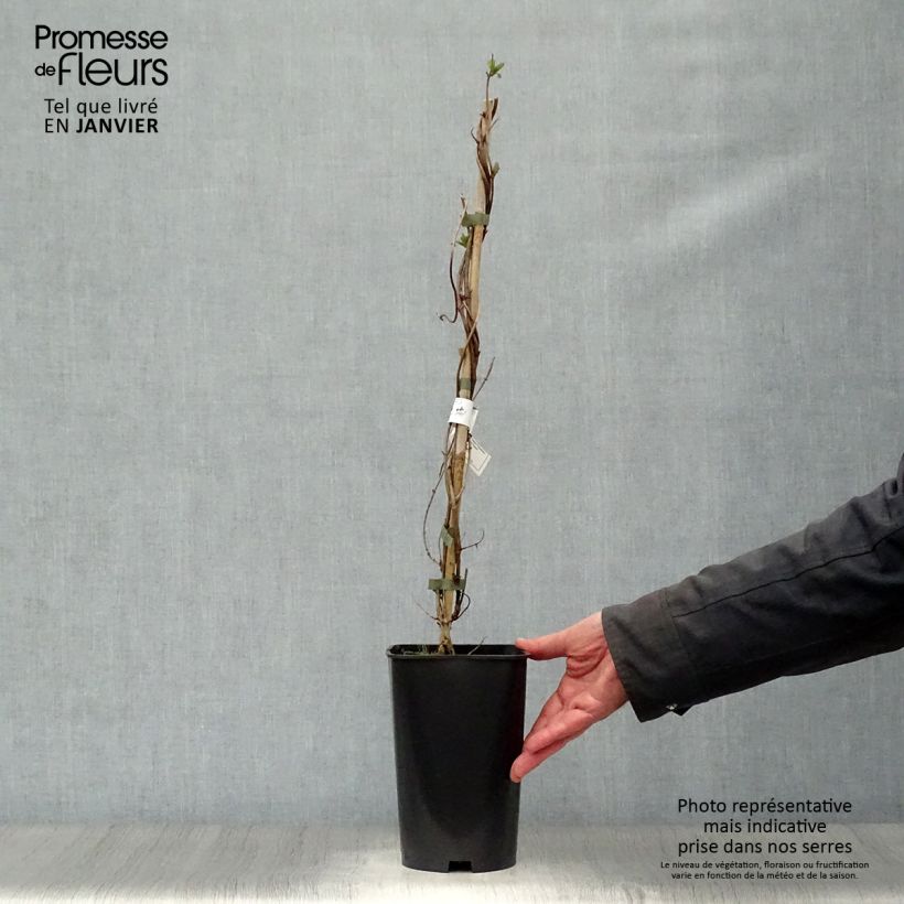 Spécimen de Chèvrefeuille - Lonicera heckrotii American Beauty Pot de 1,5L/2L tel que livré en hiver