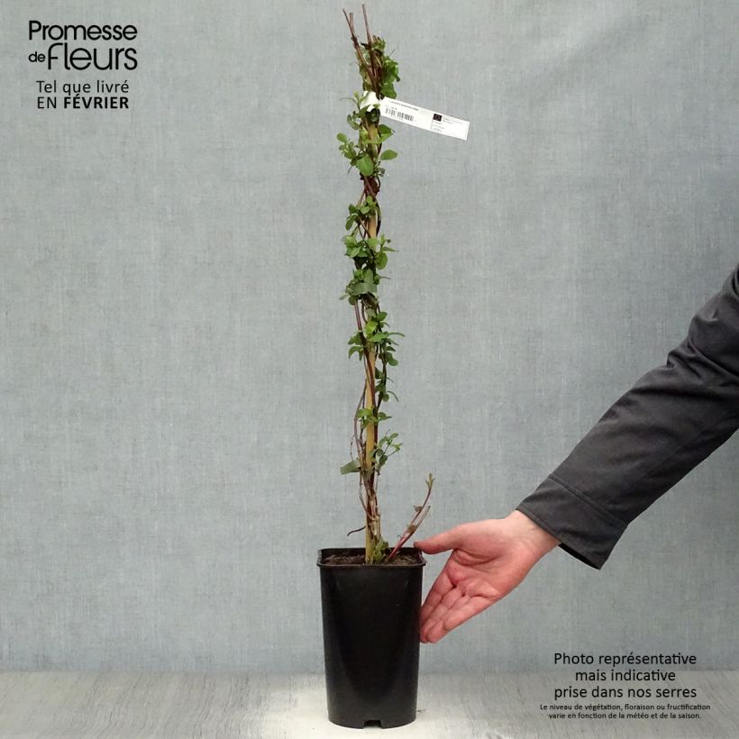 Spécimen de Chèvrefeuille - Lonicera japonica Aureoreticulata Pot de 2L/3L tel que livré en hiver