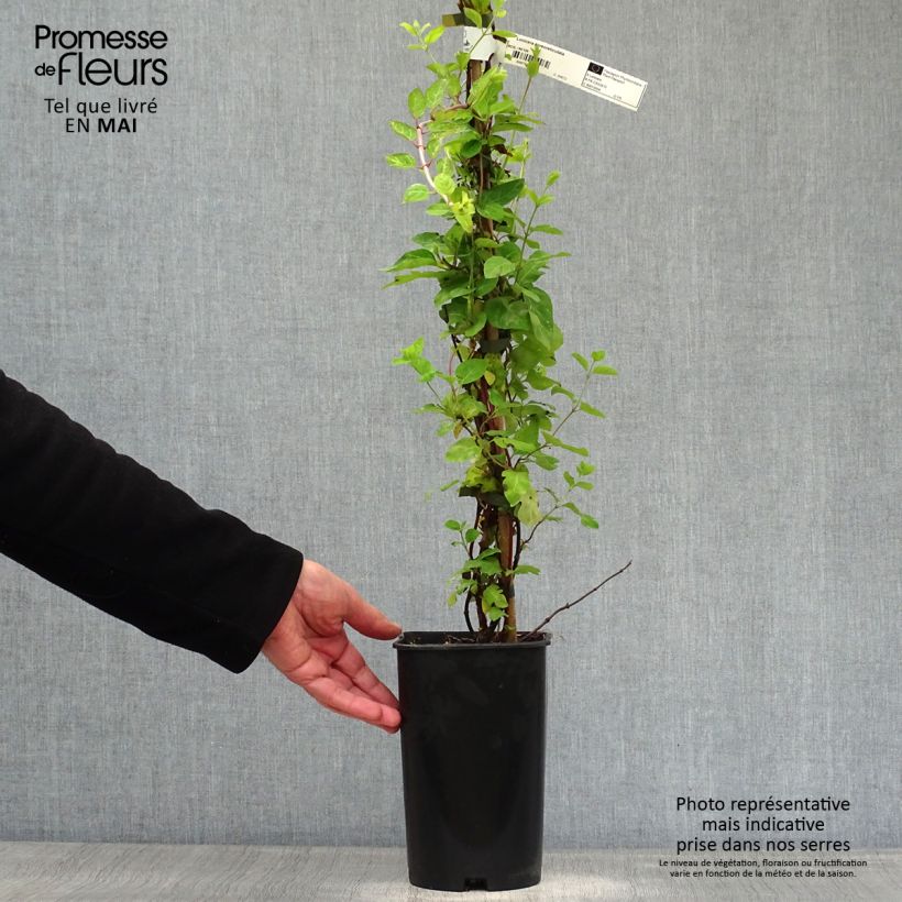 Spécimen de Chèvrefeuille - Lonicera japonica Aureoreticulata Pot de 2L/3L tel que livré au printemps