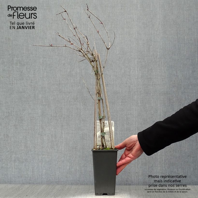 Spécimen de Chèvrefeuille - Lonicera periclymenum Belgica Pot de 1,5L/2L tel que livré en hiver