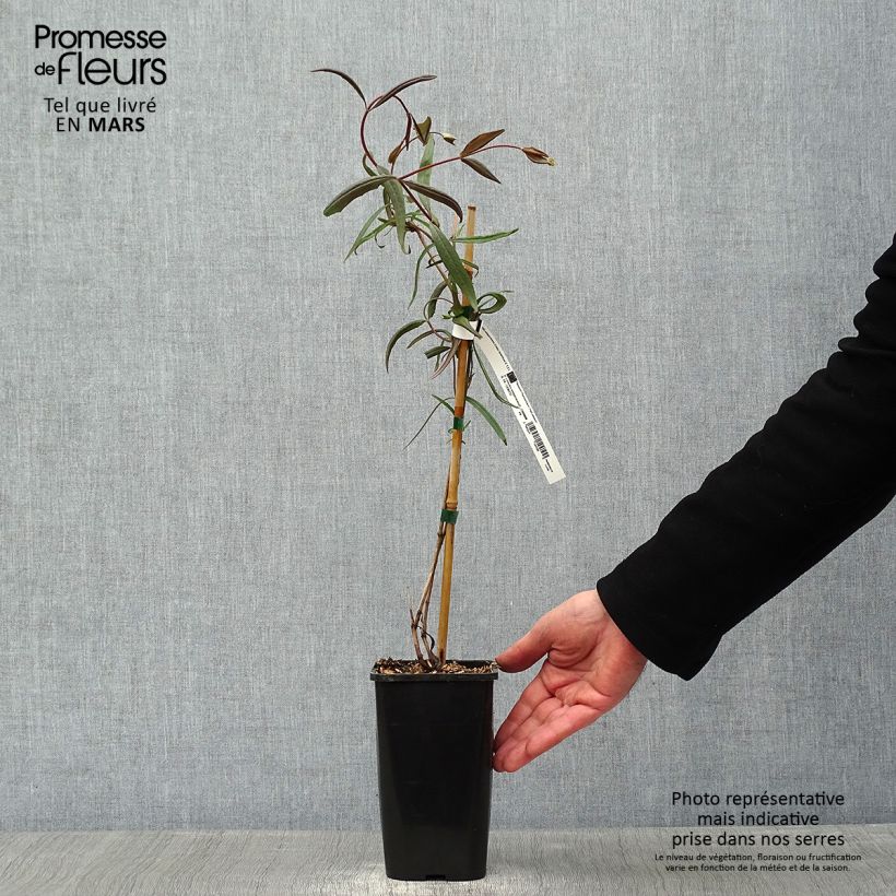 Spécimen de Chèvrefeuille - Lonicera sempervirens Cedar Lane Pot de 1,5L/2L tel que livré en hiver