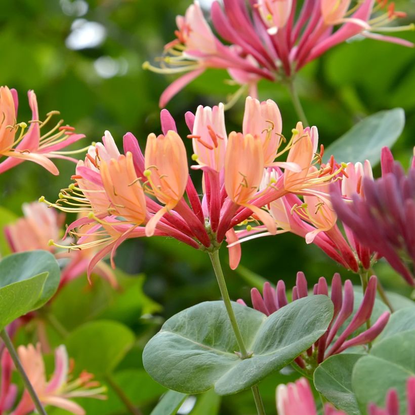 Chèvrefeuille - Lonicera x heckrottii (Floraison)