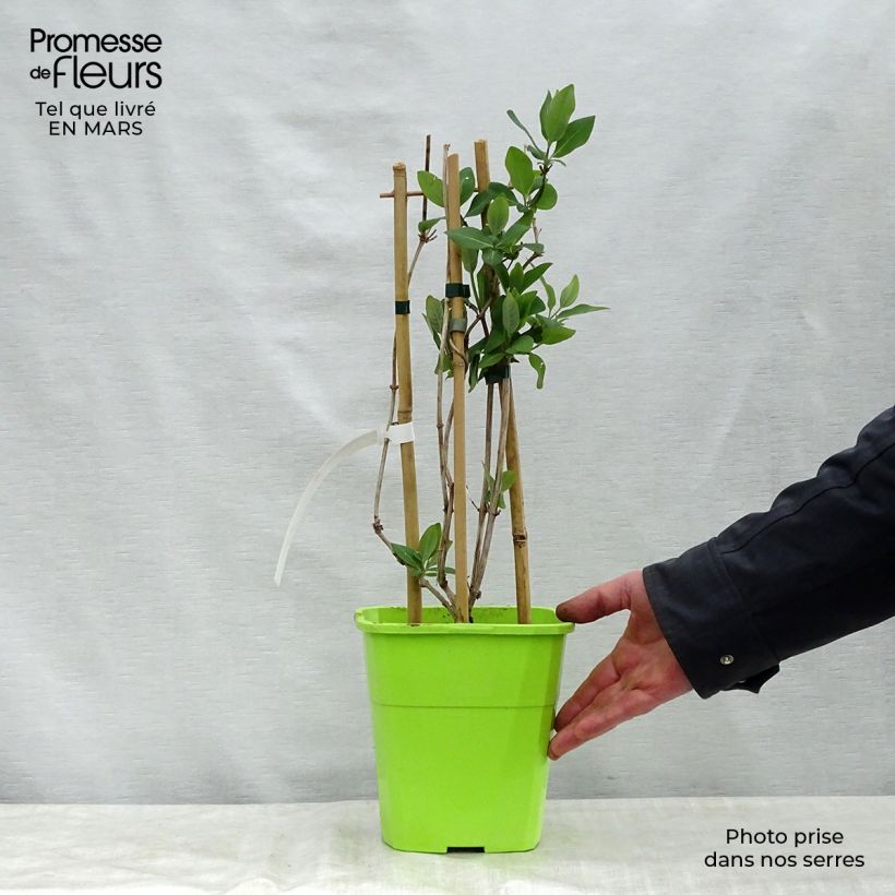 Spécimen de Chèvrefeuille Scentsation - Lonicera periclymenum Pot de 3L/4L tel que livré au printemps