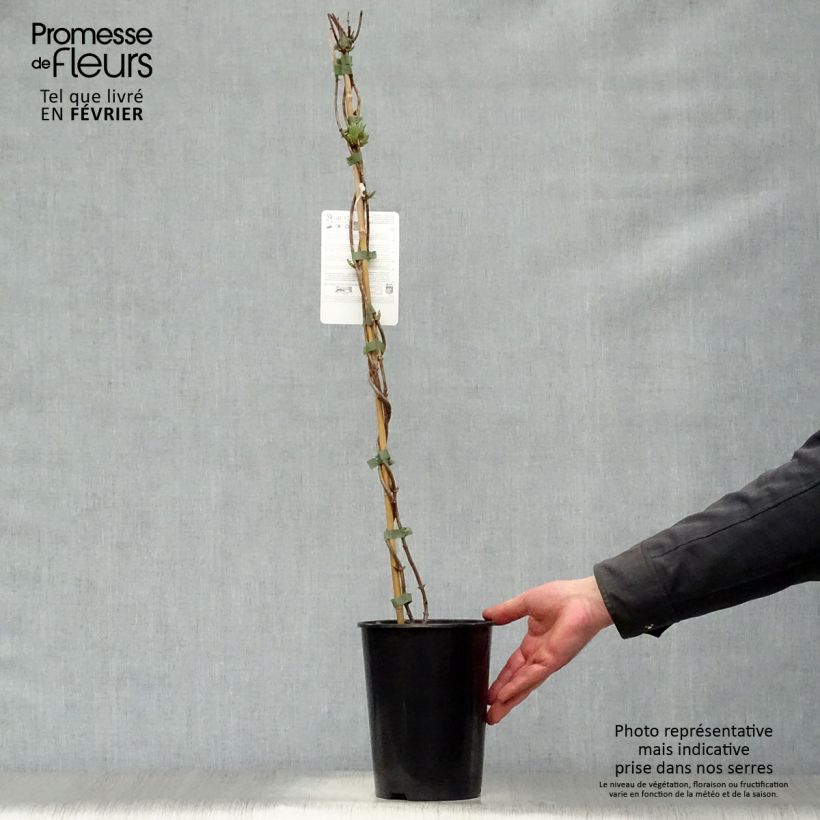 Spécimen de Chèvrefeuille Scentsation - Lonicera periclymenum Pot de 3L/4L tel que livré en hiver