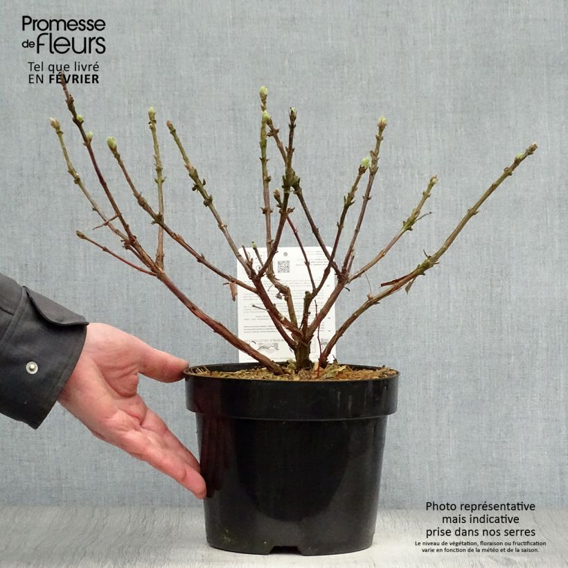 Spécimen de Lonicera caerulea var. kamtschatica Blue Velvet - Baie de mai Pot de 1,5L/2L, Buisson tel que livré en hiver