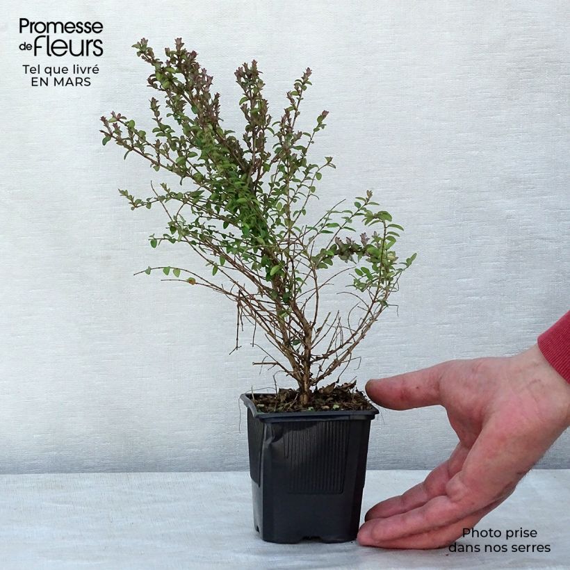 Lonicera nitida Ernest Wilson - Box Honeysuckle 8/9 cm pot sample as delivered in spring