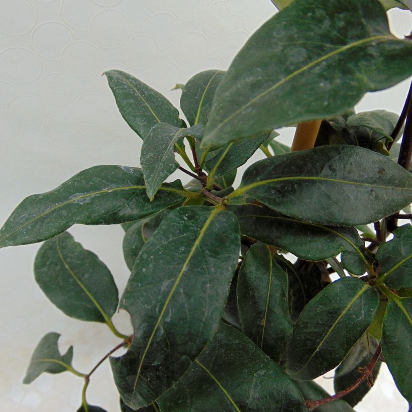 Lonicera henryi Copper Beauty (Folhagem)